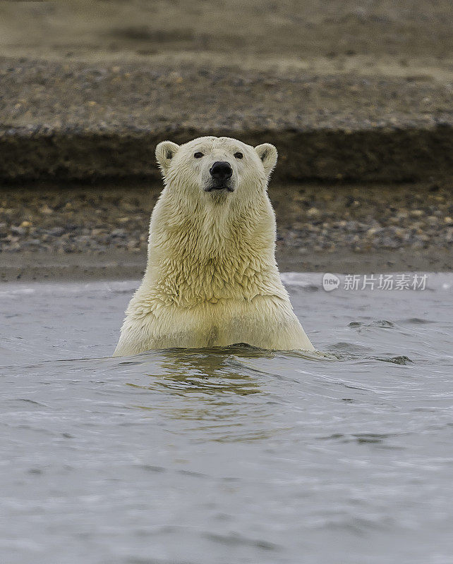 北极熊(Ursus maritimus)是一种土生土长的北极熊，主要生活在北极圈内，包括北冰洋及其周围的海洋和陆地。在阿拉斯加巴特岛附近的海洋里游泳。